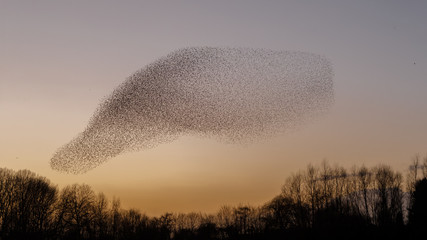 The Murmurations of Starlings in evening light