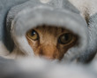 Tenero gatto rosso riposa sotto le coperte