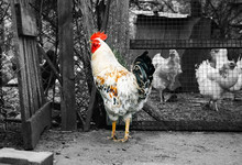 Epidemic Disease Of Chicken Flu H5n1. Chinese Pandemic Danger. Animals Virus To People. Cock Near The Cage.