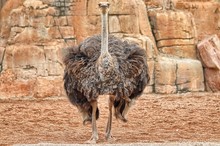 Adult Ostrich Specimen  (Struthio Camelus)
