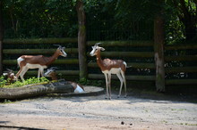 Dama Gazelle (Nanger Dama) In The Frankfurt Zoo