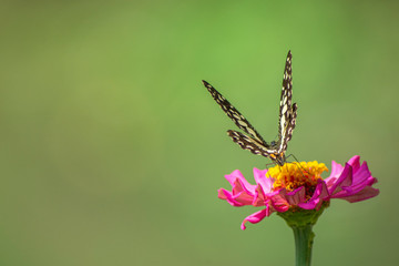 Butterfly flying Wild flowers of clover and butterfly in a meadow in nature in the rays of sunlight in summer in the spring close-up of a macro. A picturesque colorful artistic image with a soft focus