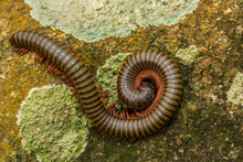 The Giant Africa Millipede Or Otherwise Known As Shongololo