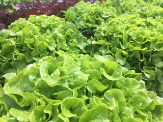 Wall Mural - fresh organic green salad  in the garden