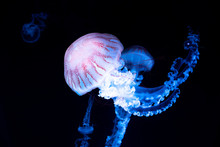 Jellyfisch By Swimming Under The Water