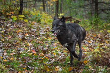 Wall Mural - black phase grey wolf (canis lupus) runs forward in autumn woods
