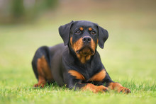 Cute Black And Tan Rottweiler Puppy Posing Outdoors Lying Down On A Green Grass