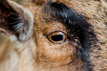 cloe up of goat eye on brown and black goat