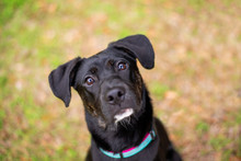 Adorable Mixed Black Dog Outside At A Park Posing For A Close Up