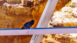 California Condor resting on a steel cross beam of the Navajo Bridge over the Colorado River at Marble Canyon, near Lee's Ferry in Glen Canyon National Recreation Area, Arizona, USA
