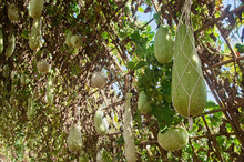 Calabash Gourd Or Bottle Gourd Hanging On The Vine Plant Tree.
