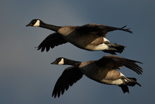 A Couple Of Canada Geese Flying Together, Seen In The Wild Near The San Francisco Bay
