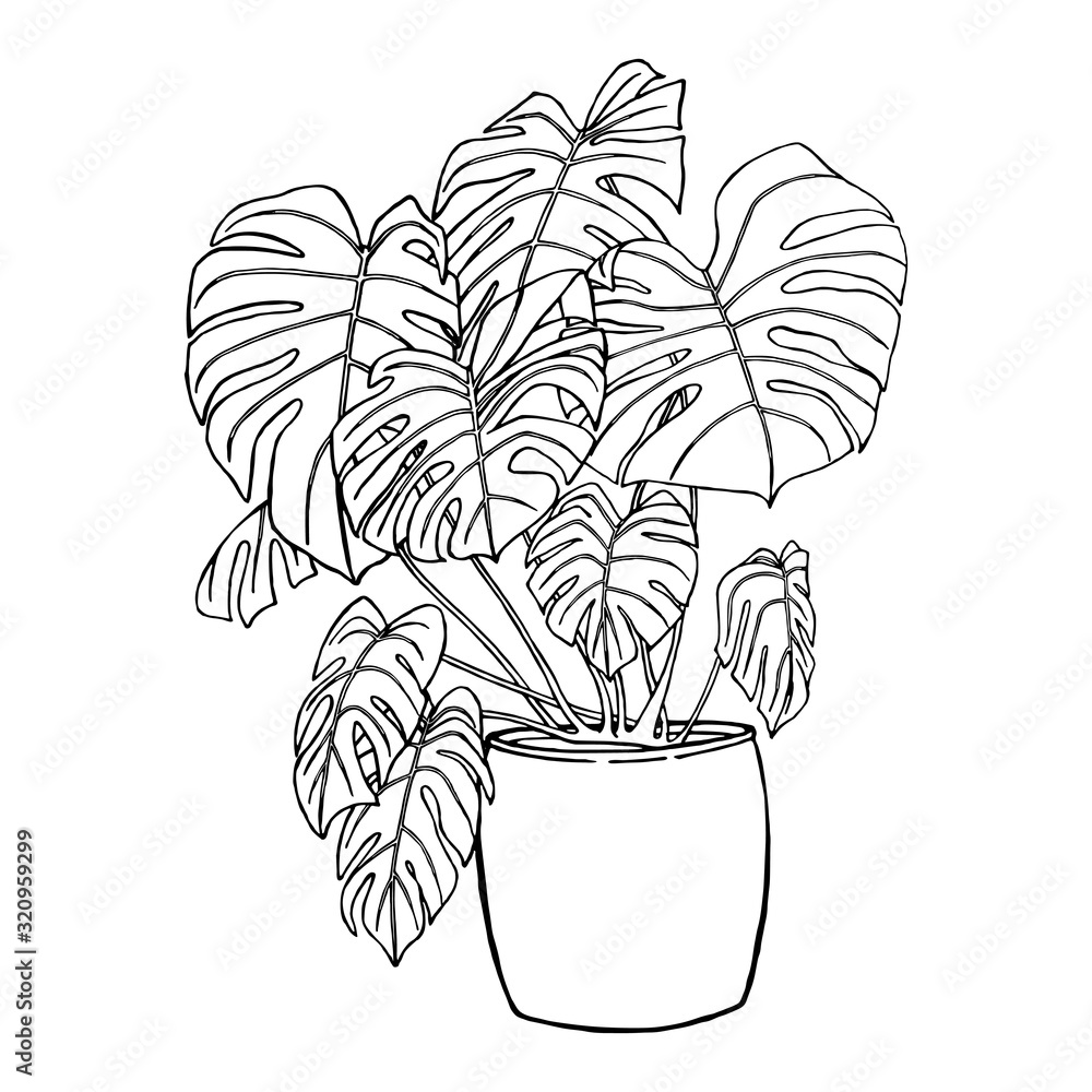Flower with leaves in a pot. Isolated on white background black outline hand drawn with pen and ink. Tropical plant used in the interior. Design element. - obrazy, fototapety, plakaty 