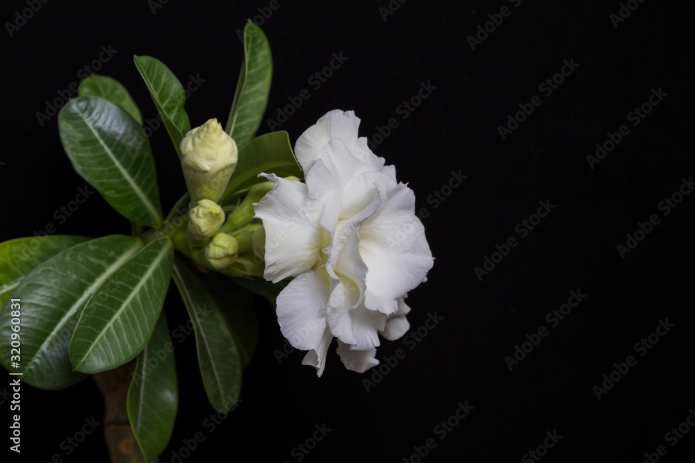Beautiful white flower rose or adenium on black background with copy space. Undisclosed buds and green leaves. - obrazy, fototapety, plakaty 