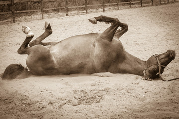 Wall Mural - Brown wild horse lying on sand