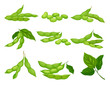 © Happypictures - Soy Bean Plant with Ripe Pods and Green Leaves Vector Set