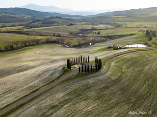 Il secondo boschetto di cipressi