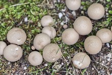 Closeup Of Mushrooms Of The Genus Lycoperdon