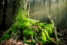 Beautiful, Foggy And Misty Old Tree With Green Forest Moss.