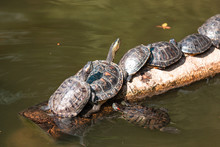 Turtles On The Log In The Pond