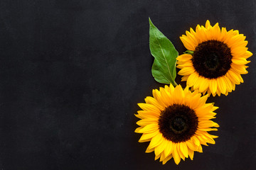 Sunflowers - two flowers with leaf - on black background top-down copy space