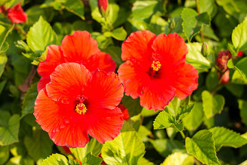 Hibiscus. Red beautiful flower growing in the natural environment.