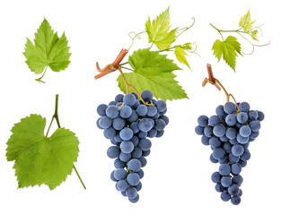 Grape berry bunch set with green leaves on branch isolated on white background