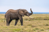 Fototapeta Sawanna - An old elephant walking in the savannah in Africa, beautiful animal in the Amboseli park in Kenya