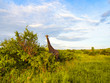 Giraffen im Nationalpark Tsavo Ost, Tsavo West und Amboseli in Kenia