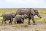 Fototapeta Sawanna - An elephant family walking in the savannah in Africa, beautiful animals in the Amboseli park in Kenya