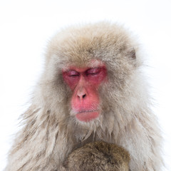 japanese snow macaque with closed eyes
