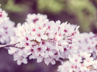 Poster - Cherry blossoms