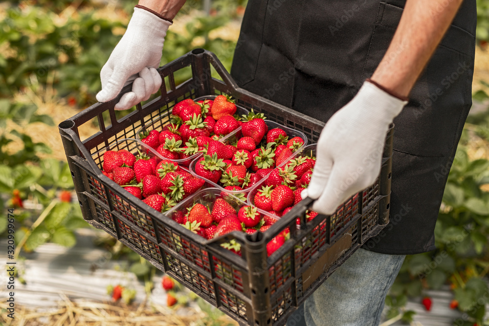 Farmer carrying box with fresh strawberries - obrazy, fototapety, plakaty 