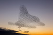 © SearchingForSatori - the starling murmuration in Brighton