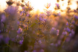 Fototapeta Kwiaty - Lavender flowers at sunset in a soft focus, pastel colors and blur background.