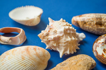 Summer time concept with sea shells on classic blue color background. 2020 color trend.