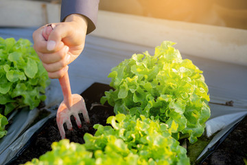 closeup hands of man farmer shovel dig fresh organic vegetable garden in the farm, produce and cultivation green oak lettuce for harvest agriculture with business in the field, healthy food concept.