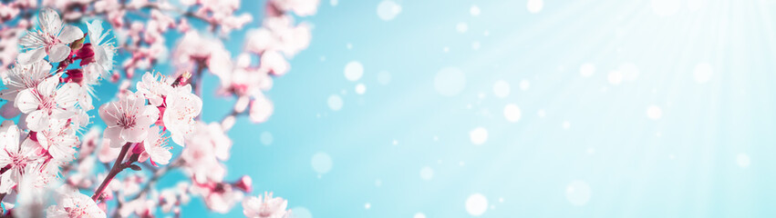 Blossoming apricot tree branches with copy space web banner: spring time concept