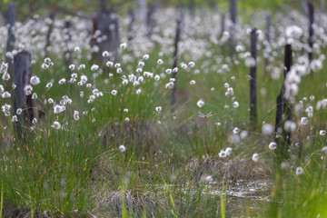 Wall Mural - A unique swamp ecosystem covered with the flowering plant Eriophorum vaginatum. Peatbog with Eriophorum vaginatum. Bog Cottongrass (Eriophorum angustifolium).