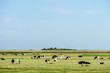 herd of cows grazing in field, in Sweden Scandinavia North Europe
