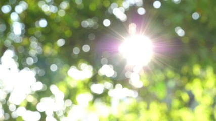 Wall Mural - Beautiful natural green sunshine bokeh background