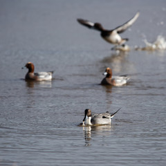 Wall Mural - Male of Northern pintail in habitat. His Latin name is Anas acuta.