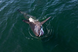 Fototapeta Łazienka - GRAND REQUIN BLANC carcharodon carcharias