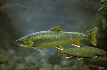 Wall Mural - omble chevalier salvelinus alpinus