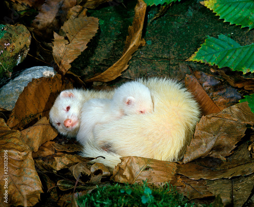 547 Ferret Animal Albino Wall Murals Canvas Prints Stickers Wallsheaven