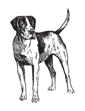 English Foxhound / Vintage Illustration From Brockhaus Konversations-Lexikon 1908