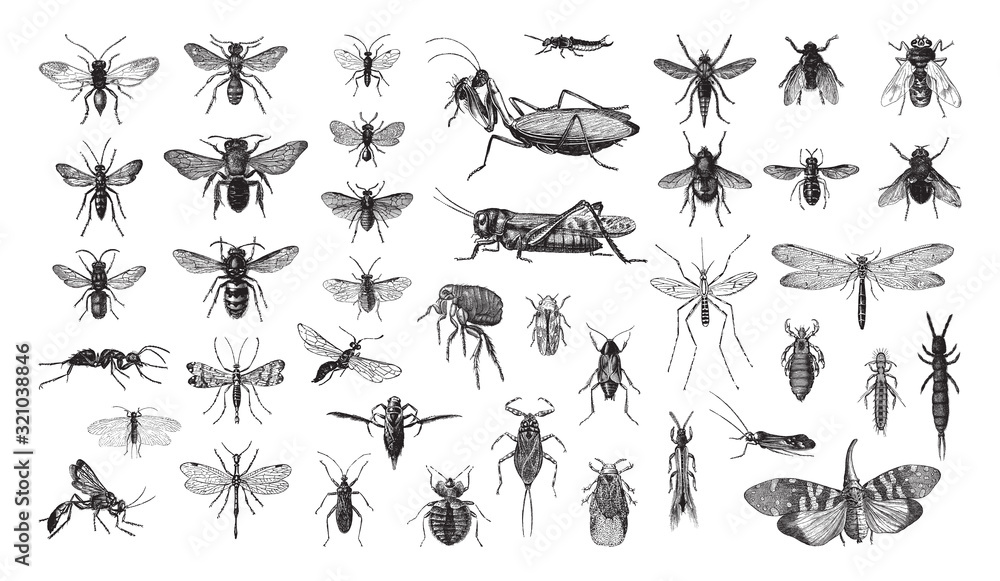 Insects collection / vintage illustration from Brockhaus Konversations-Lexikon 1908 - obrazy, fototapety, plakaty 