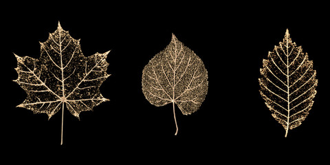 set of gold skeleton leaves on black background