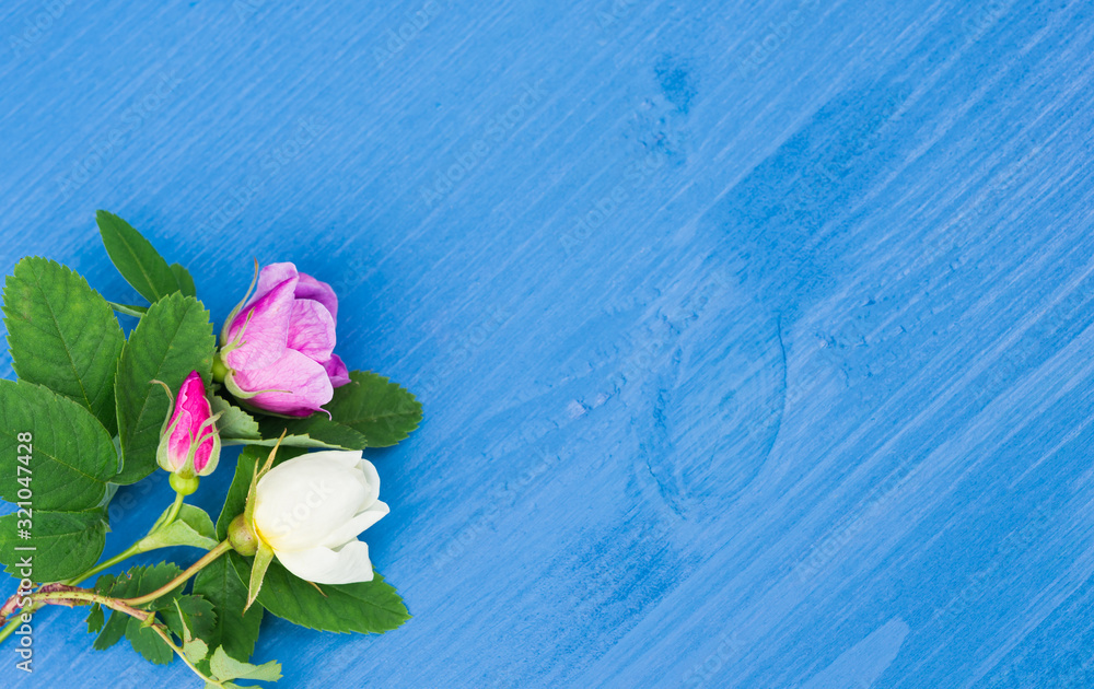 Obraz na płótnie Roses on an blue wooden background. Copy space w salonie