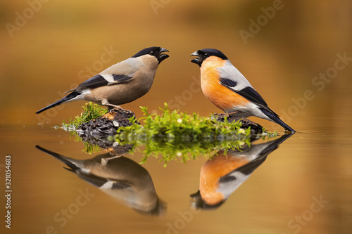 Fotografía Pair of male and female eurasian bullfinch, pyrrhula pyrrhula, sitting just above water level with their reflection mirrored on surface